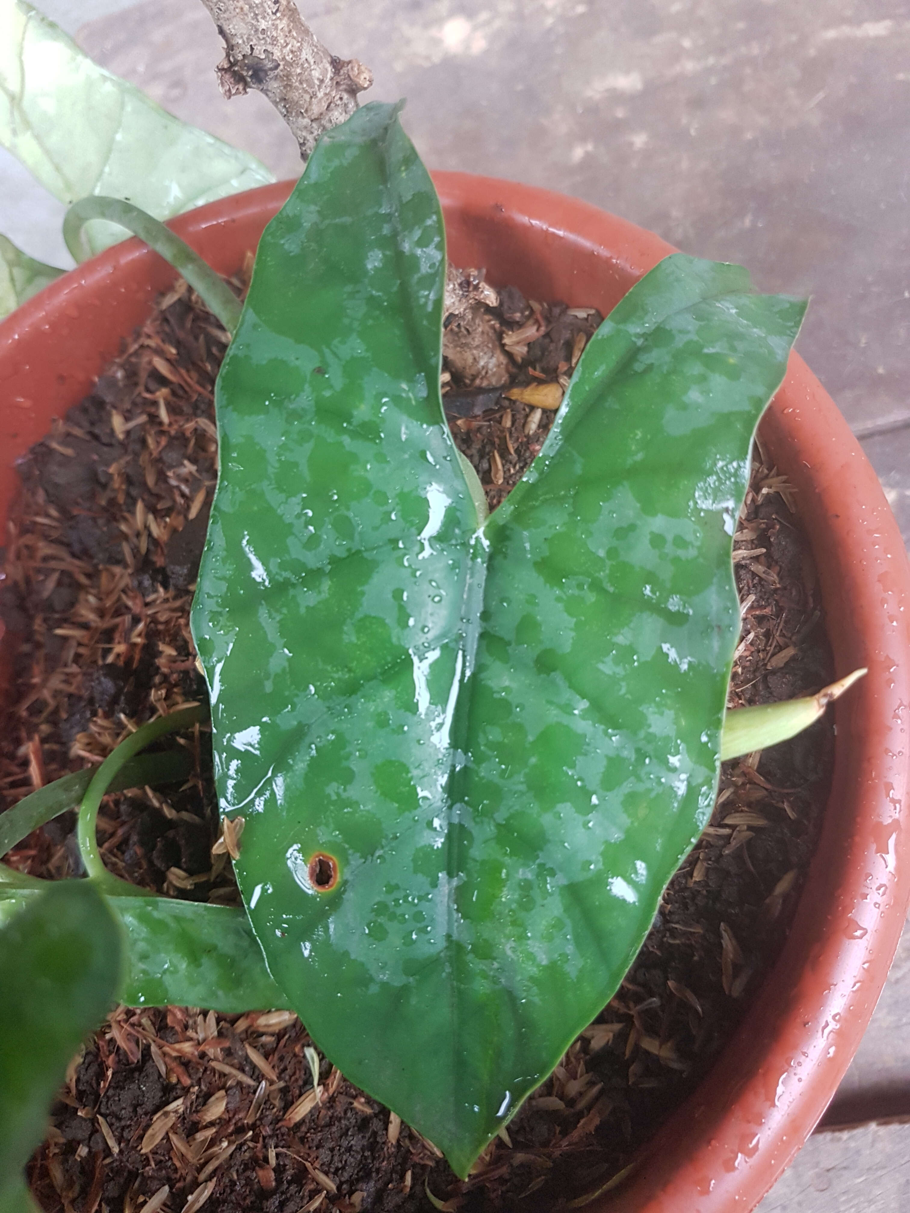 Alocasia heterophylla (C. Presl) Merr. resmi