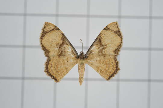 Слика од Chalyboclydon marginata Warren 1893