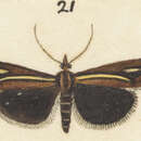 Imagem de Orocrambus thymiastes Meyrick 1901