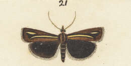 Image of Orocrambus thymiastes Meyrick 1901