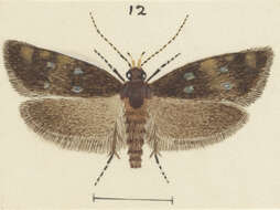 Image of Trachypepla nimbosa Philpott 1930