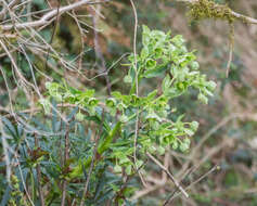 Image of Stinking Hellebore