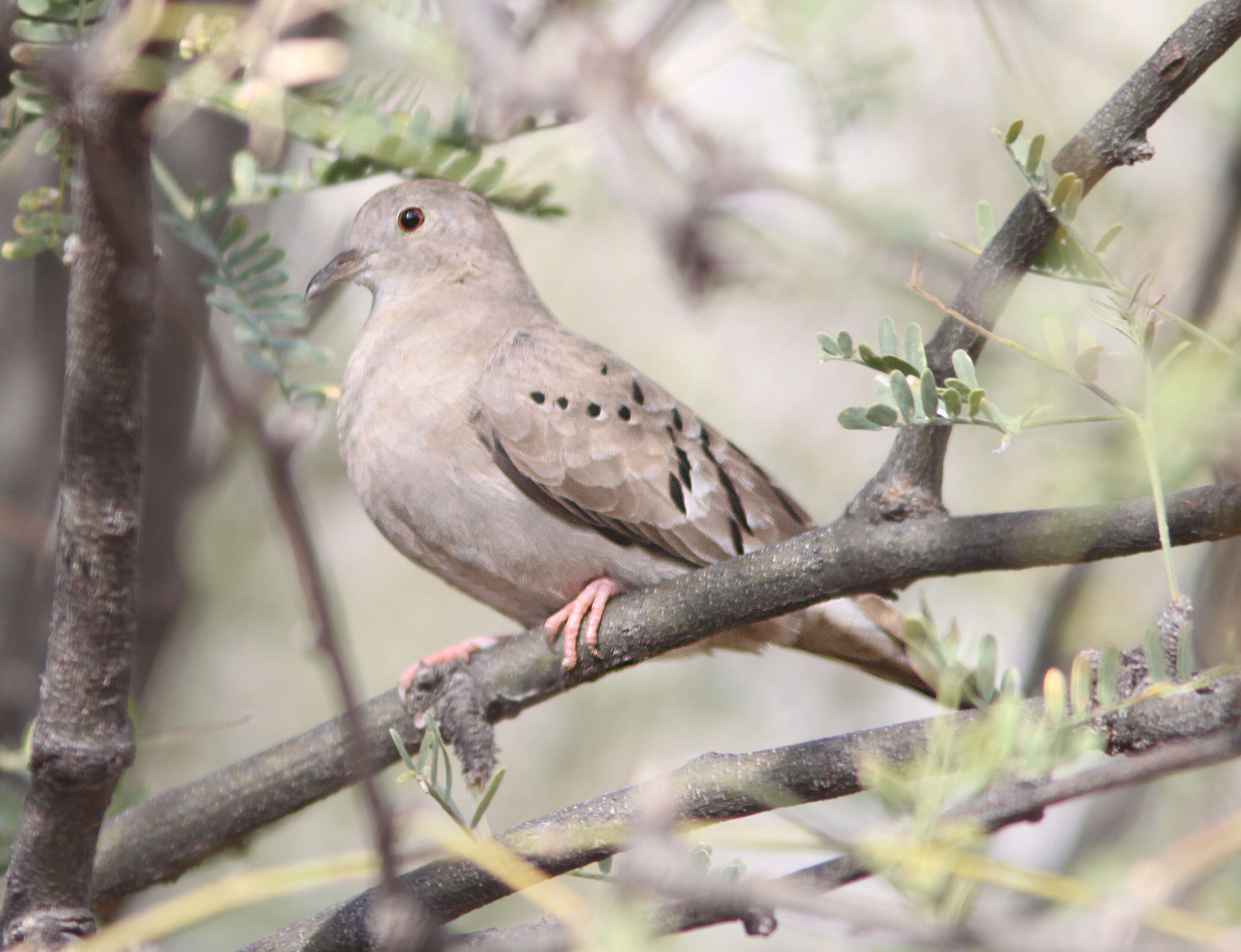 Image of Ruddy Ground Dove