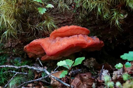 Image of Tyromyces pulcherrimus (Rodway) G. Cunn. 1965