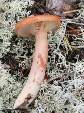 Image of Rufous Milkcap