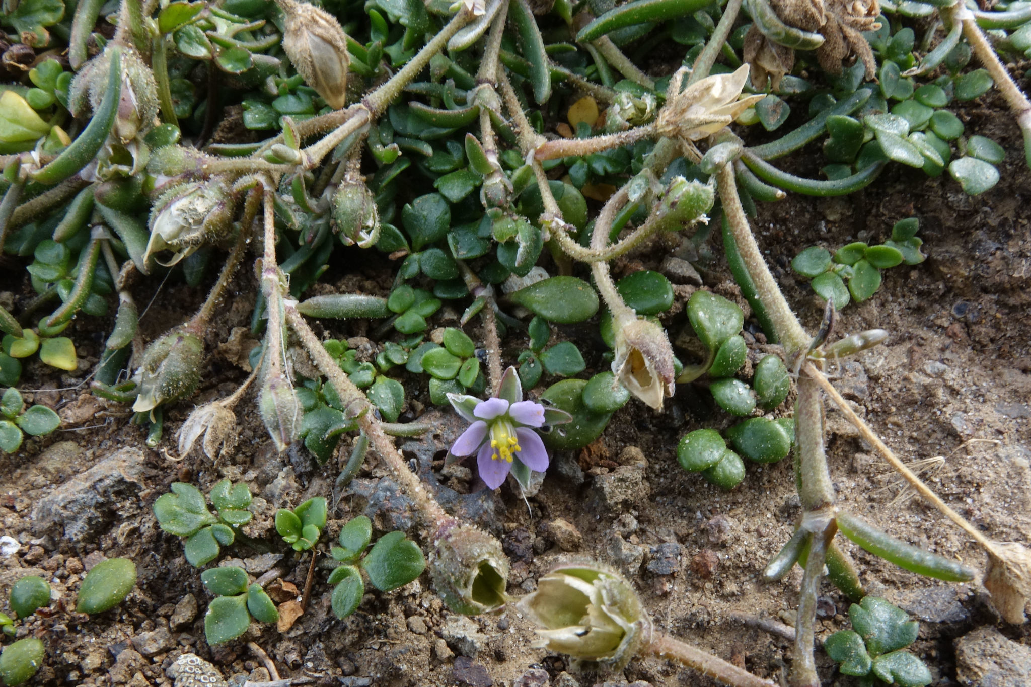 Image of <i>Spergularia marina</i>