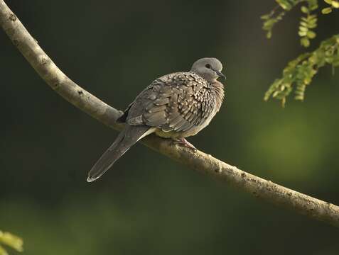 Image of Pink-spotted Fruit Dove