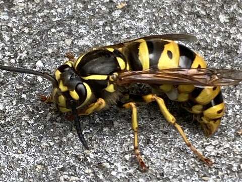 Image of Yellowjackets