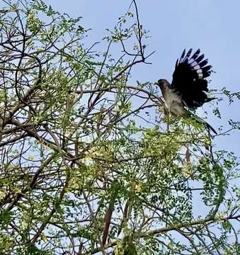 Image of Eastern Plantain-eater