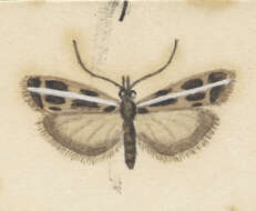 Image of Orocrambus corruptus Butler 1877