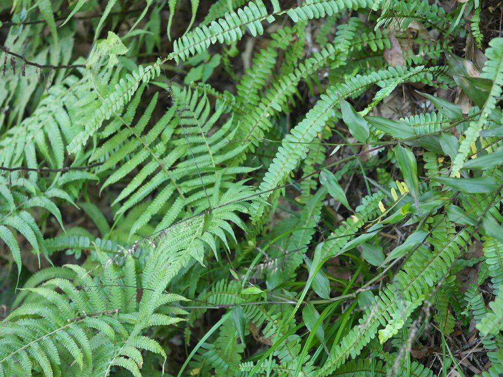 Oplismenus compositus (L.) P. Beauv. resmi