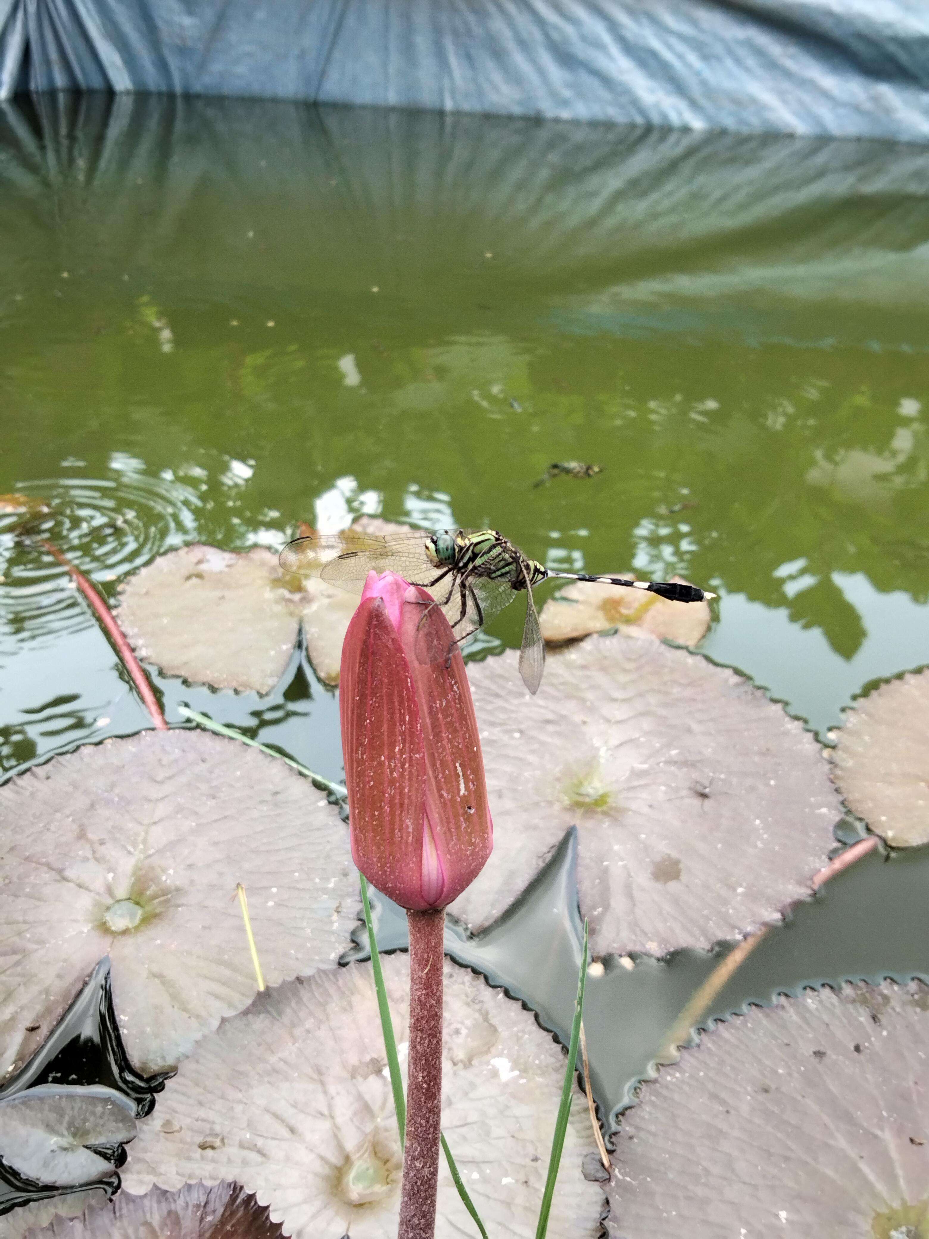 Image of waterlilies