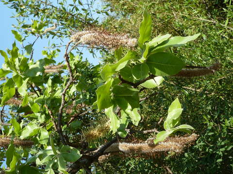 Image of Broad-leave beech