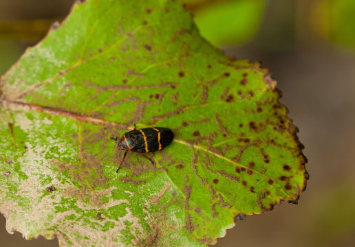 18.https www inaturalist org photos 3149061.580x360