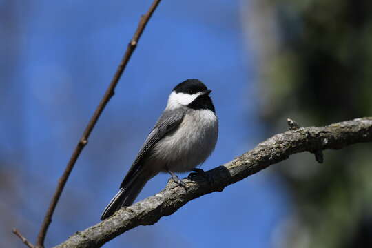 Image of Carolina Chickadee