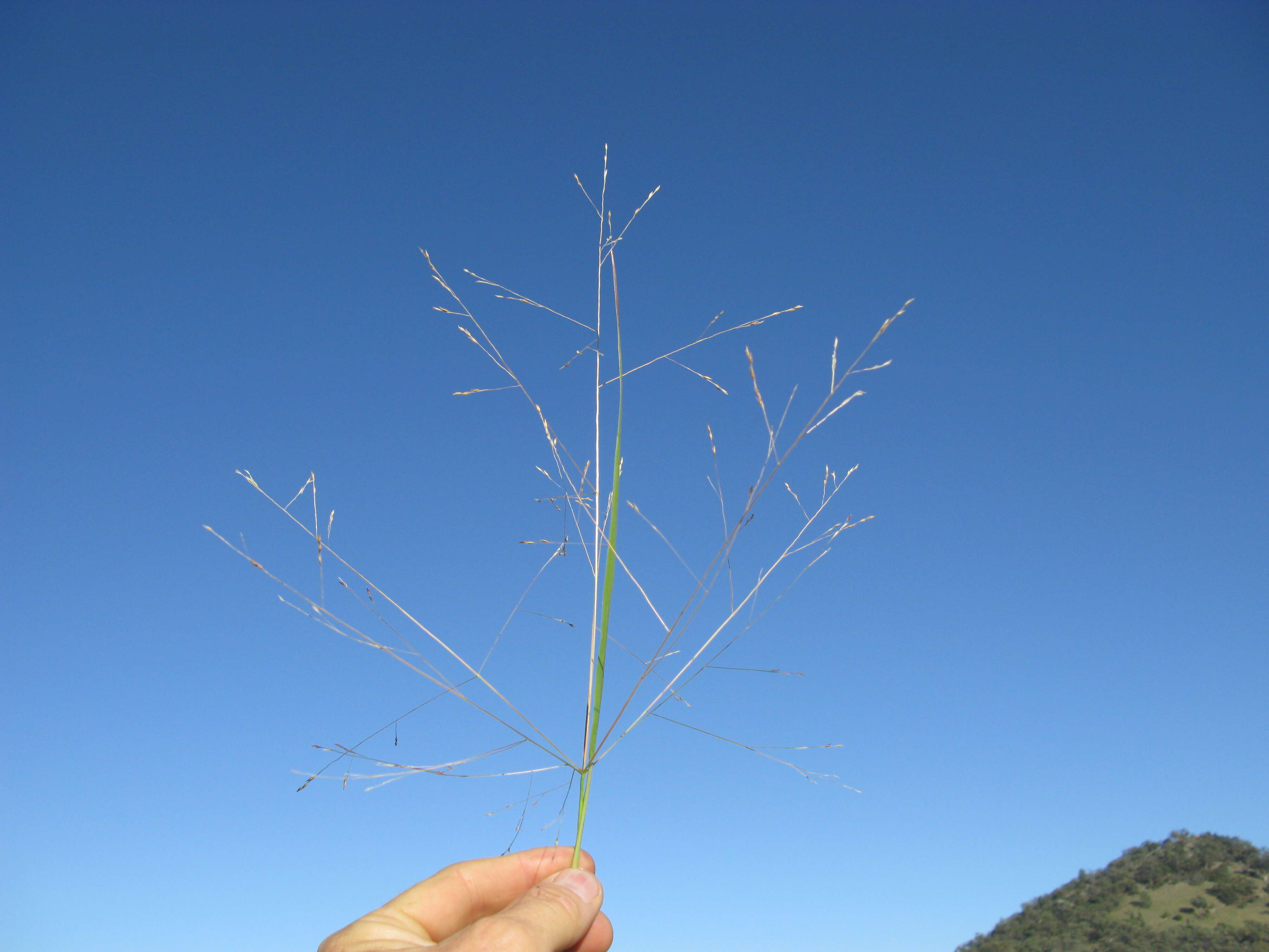 Imagem de Panicum queenslandicum Domin