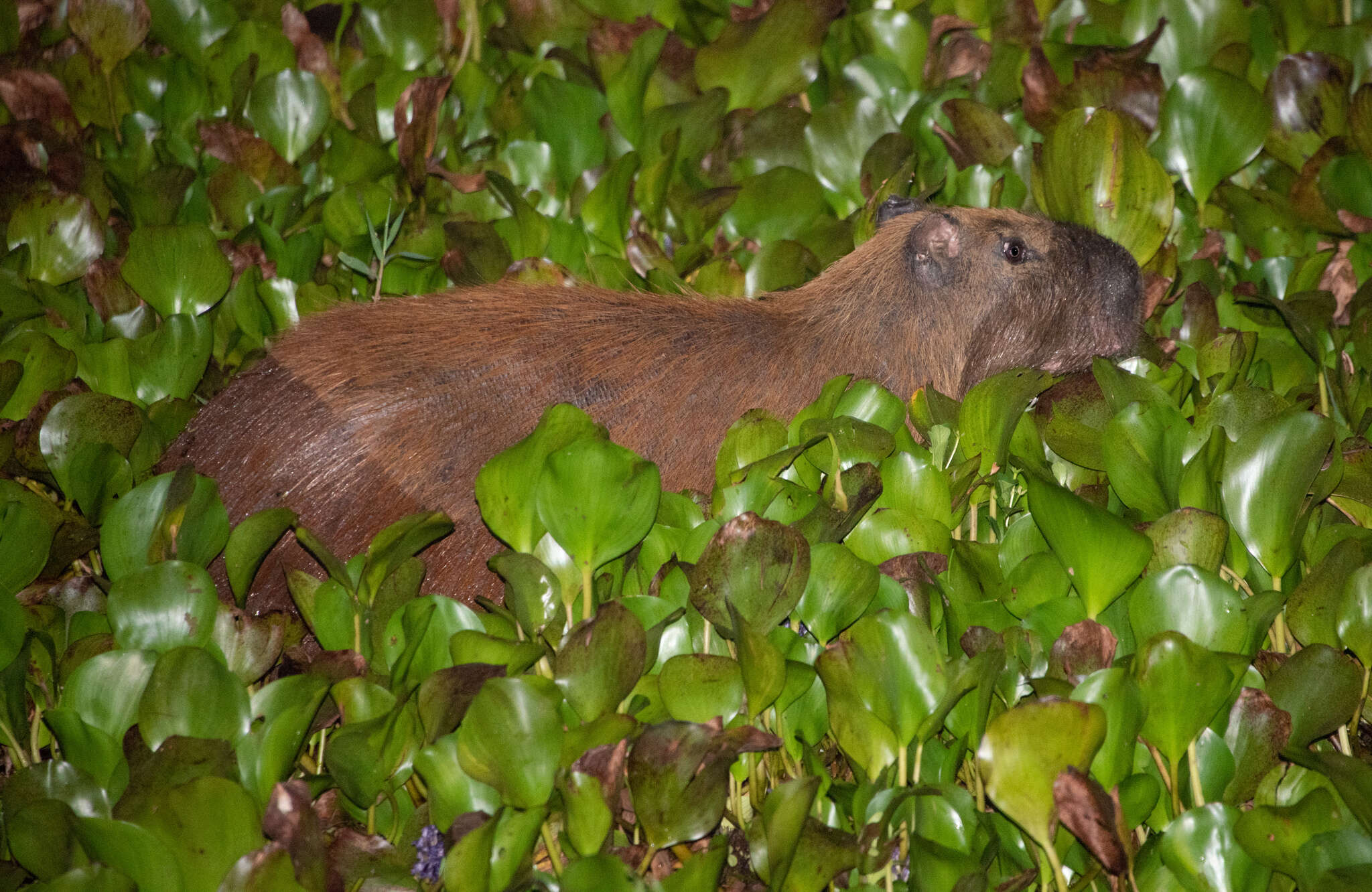 Image of Lesser Capybara