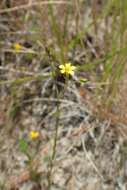 Image of French flax