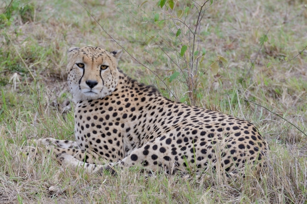 cheetah - Encyclopedia of Life