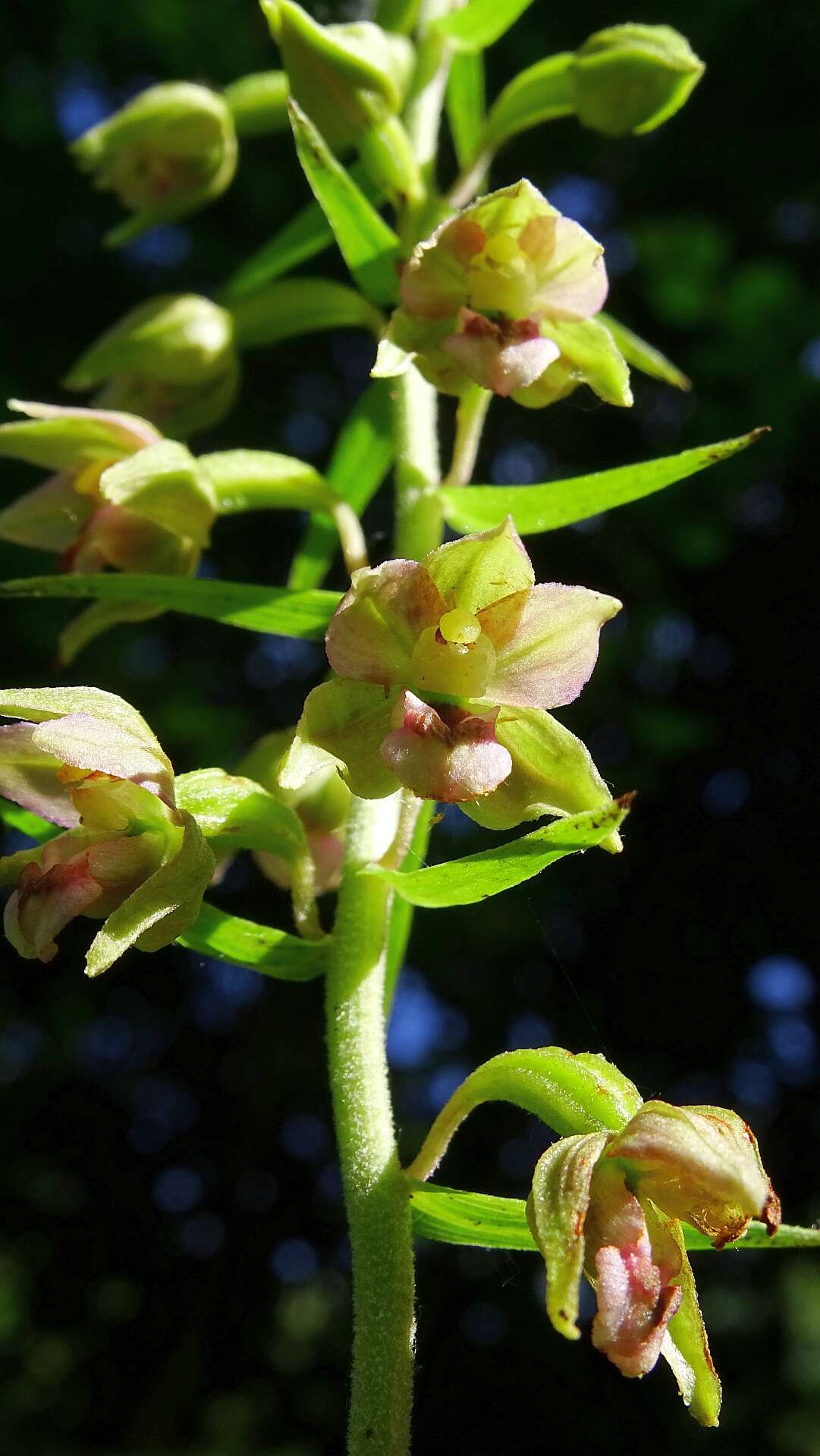 Imagem de Epipactis helleborine (L.) Crantz