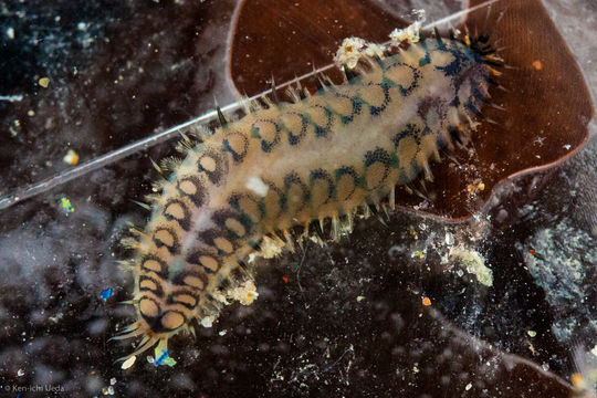 Image of Malmgreniella nigralba (Berkeley 1923)