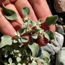 Image of <i>Tidestromia suffruticosa oblongifolia</i>