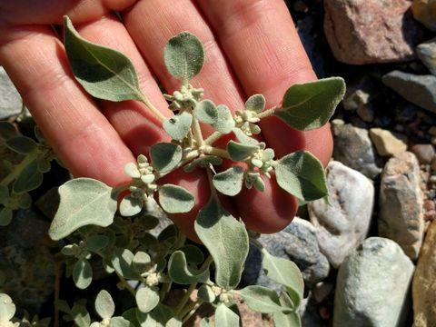 Image of <i>Tidestromia suffruticosa oblongifolia</i>