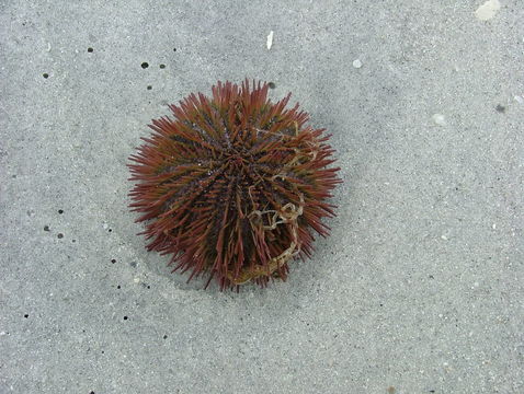 18.https www inaturalist org photos 315218.580x360