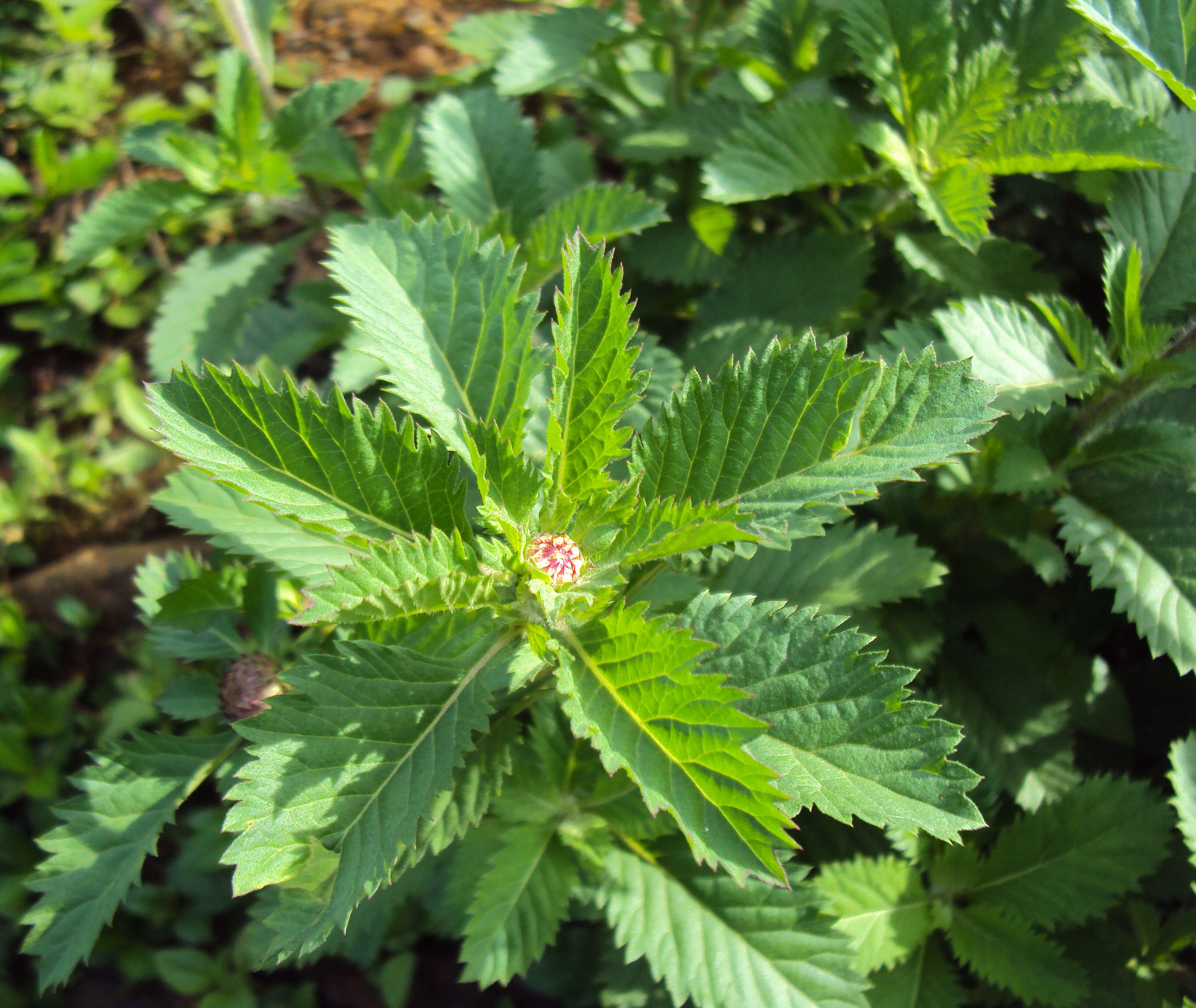 Plancia ëd Centratherum punctatum Cass.