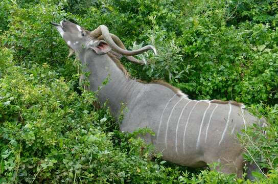 Image of Greater Kudu