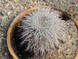 Image of Owl's eye cactus