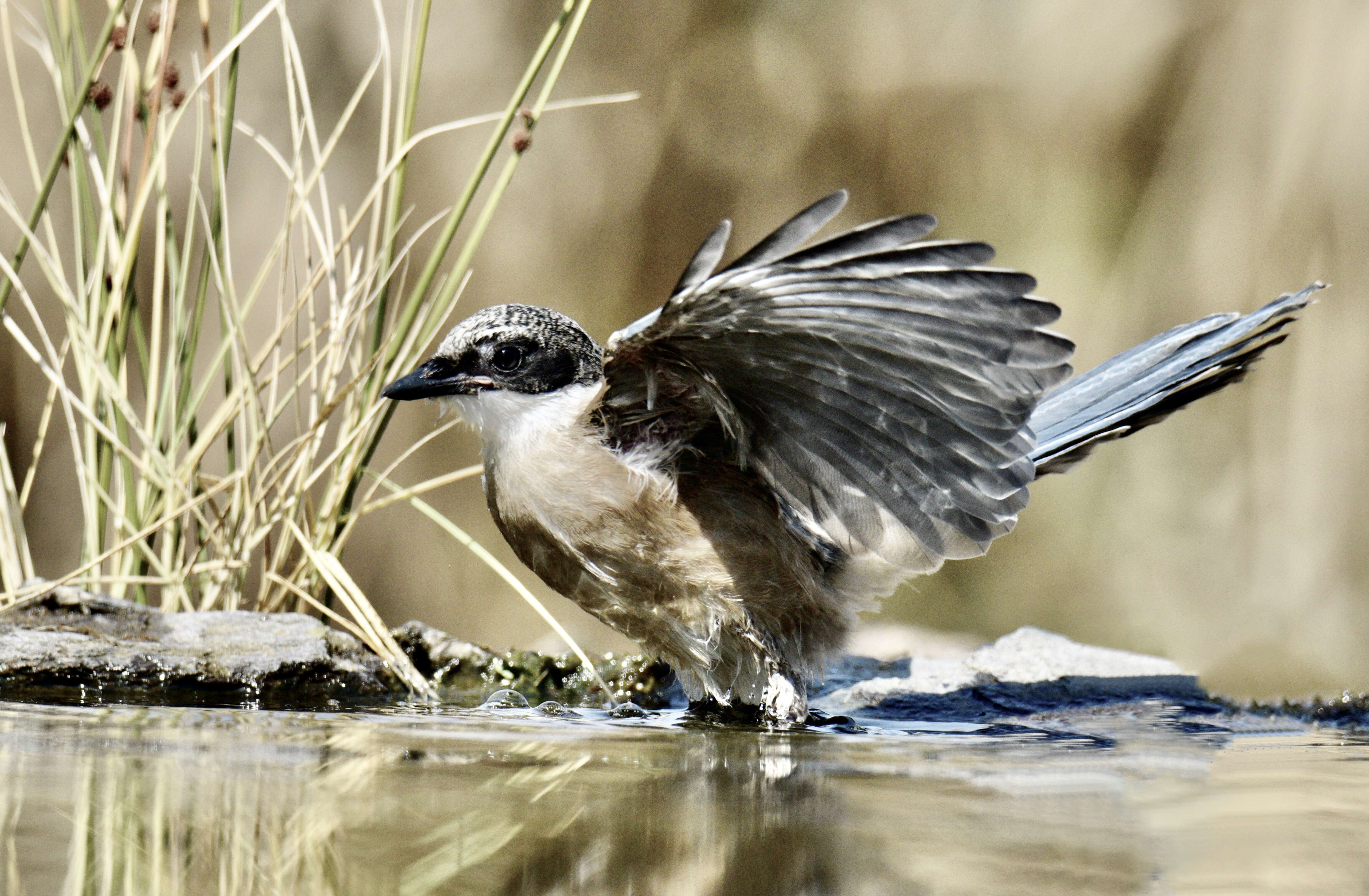 Image of Iberian Magpie