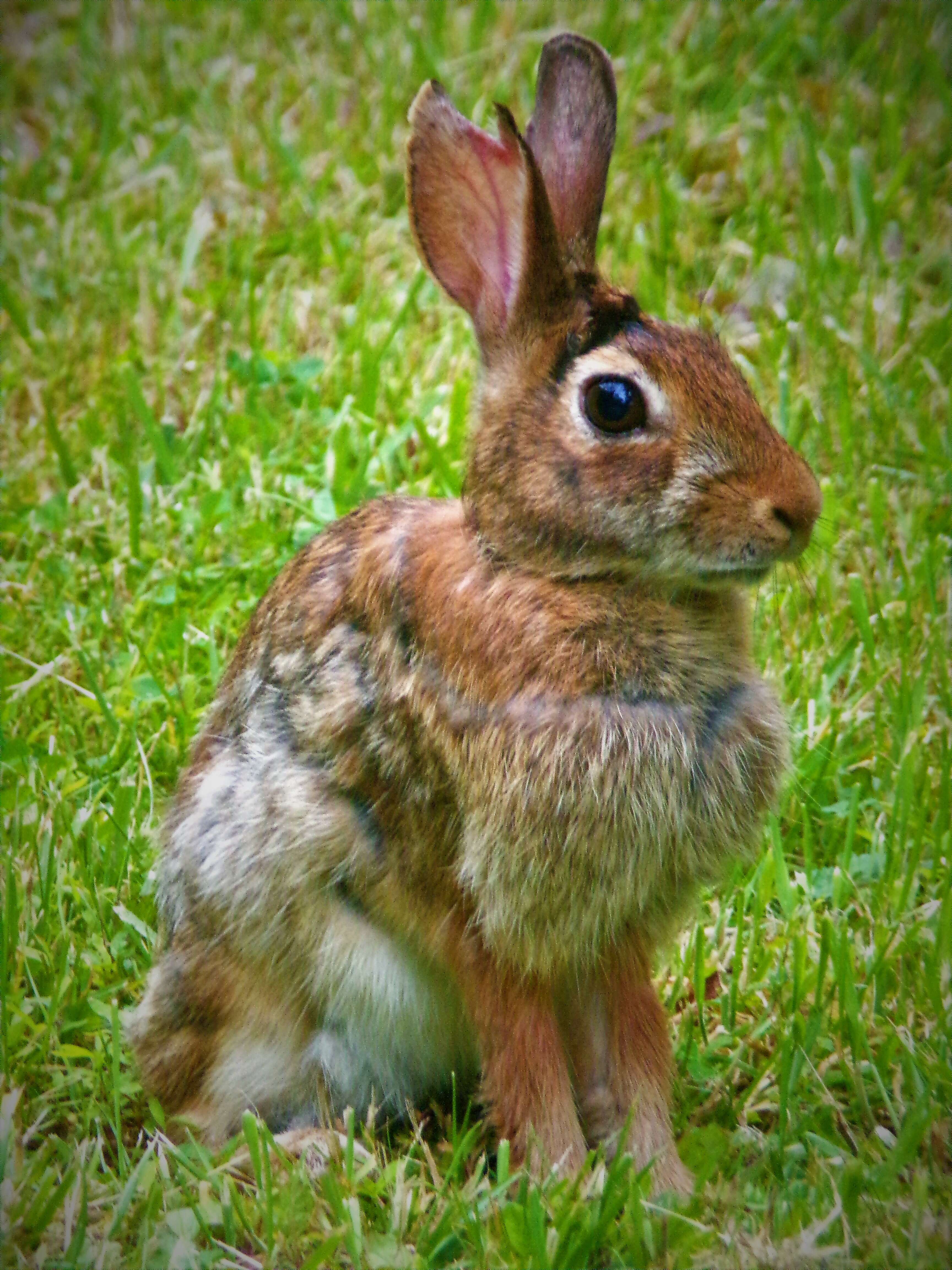 Image of Allegheny Cottontail