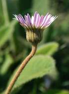 Image de Gerbera ambigua (Cass.) Sch. Bip.