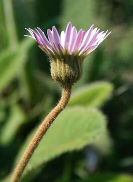 Gerbera ambigua (Cass.) Sch. Bip.的圖片