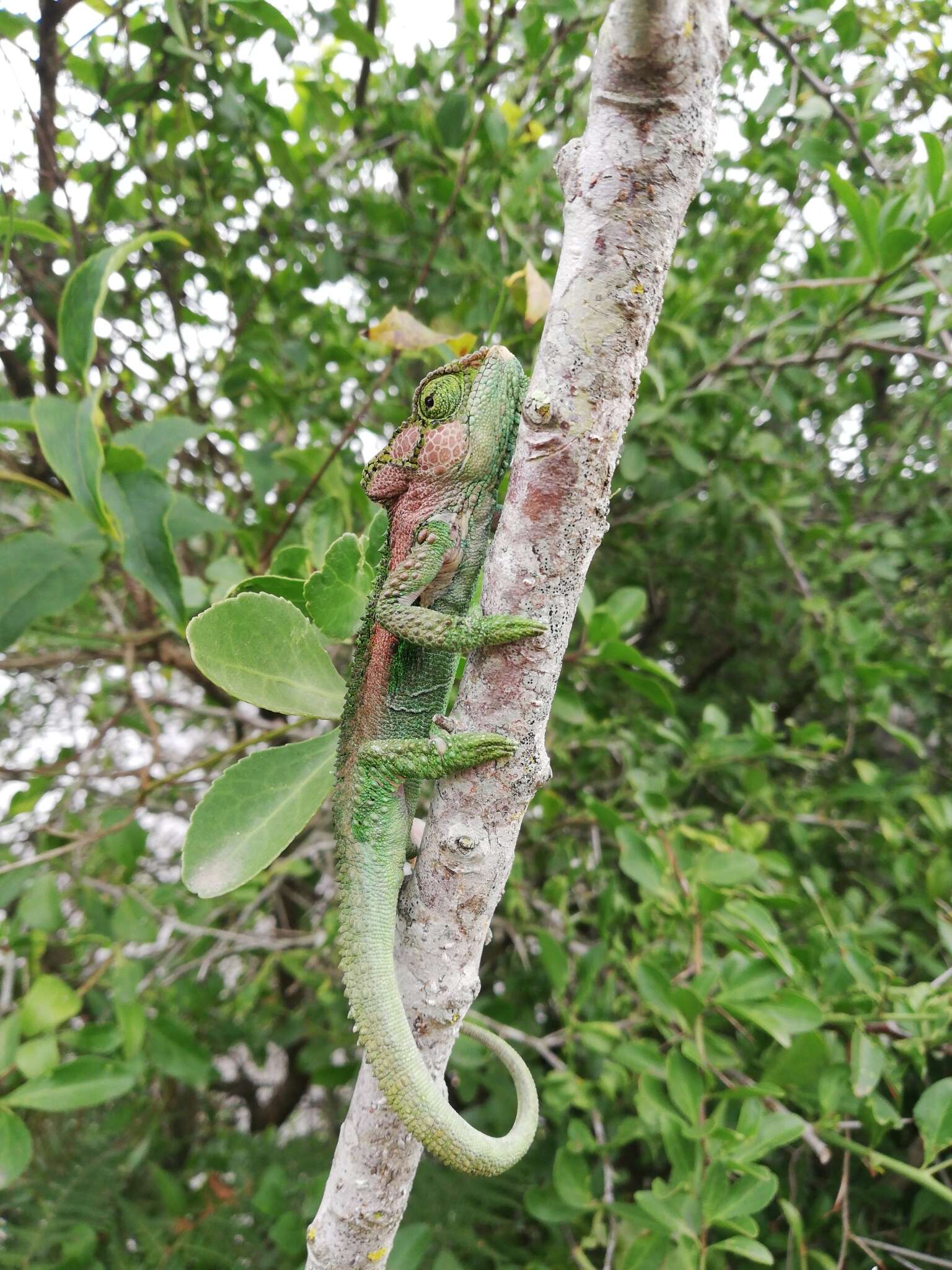 Image of Knysna dwarf chameleon