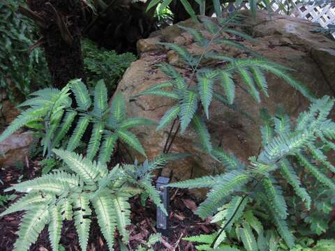 Image of simpler hollyfern