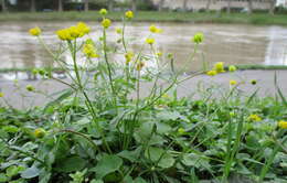 Image of Goldilocks Buttercup