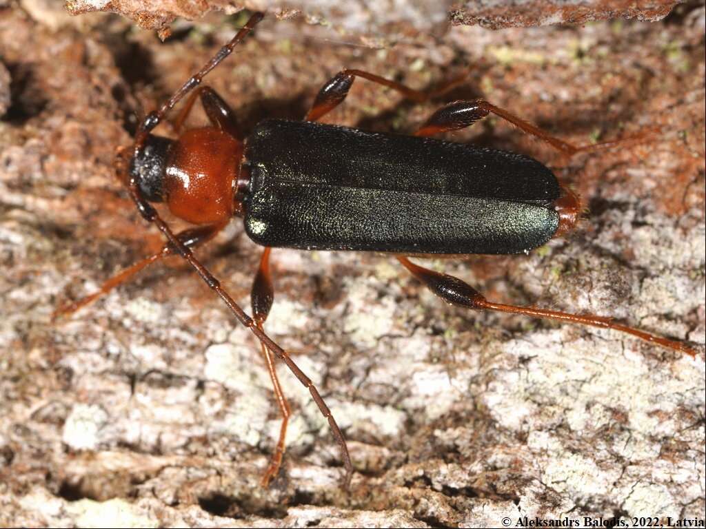 Image of Long-horned beetle