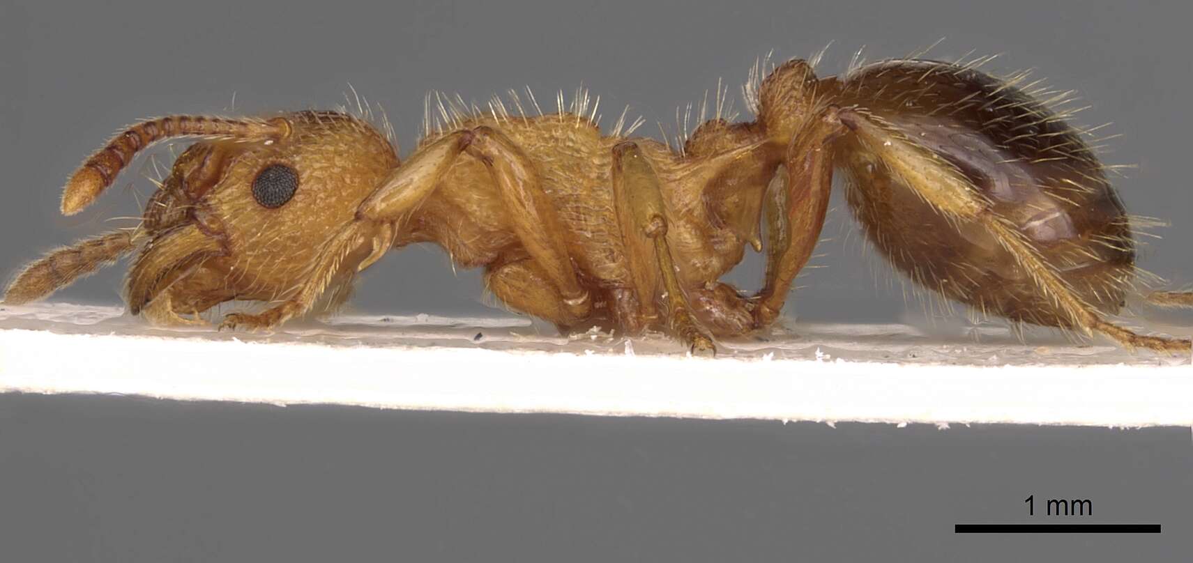 Image of Myrmica