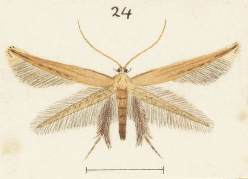 Image of Amphixystis hapsimacha Meyrick 1901