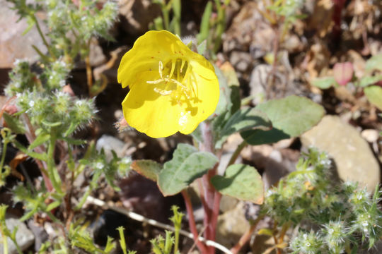 Image of <i>Camissonia <i>brevipes</i></i> brevipes