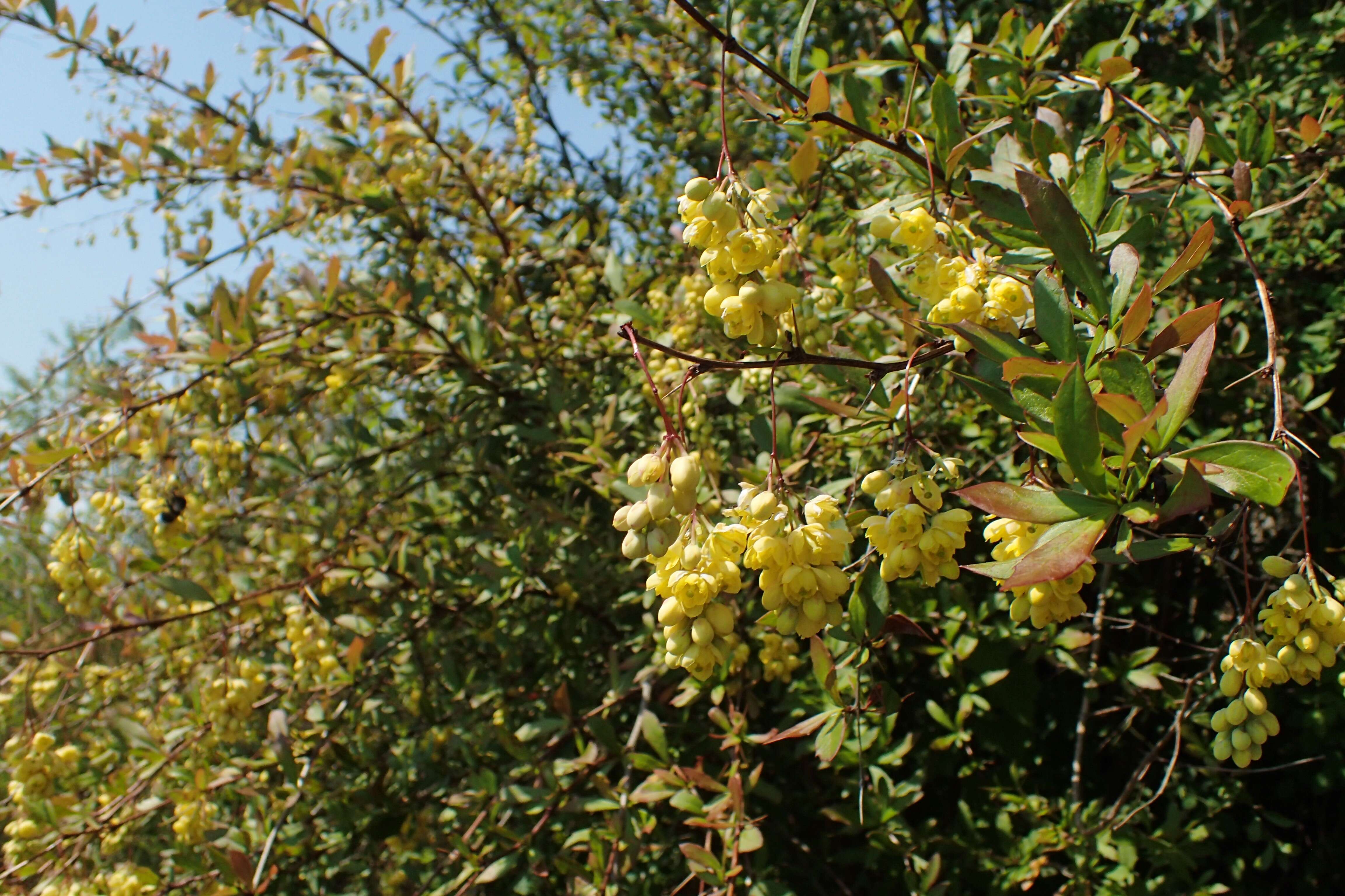 Image de Berberis lycium Royle