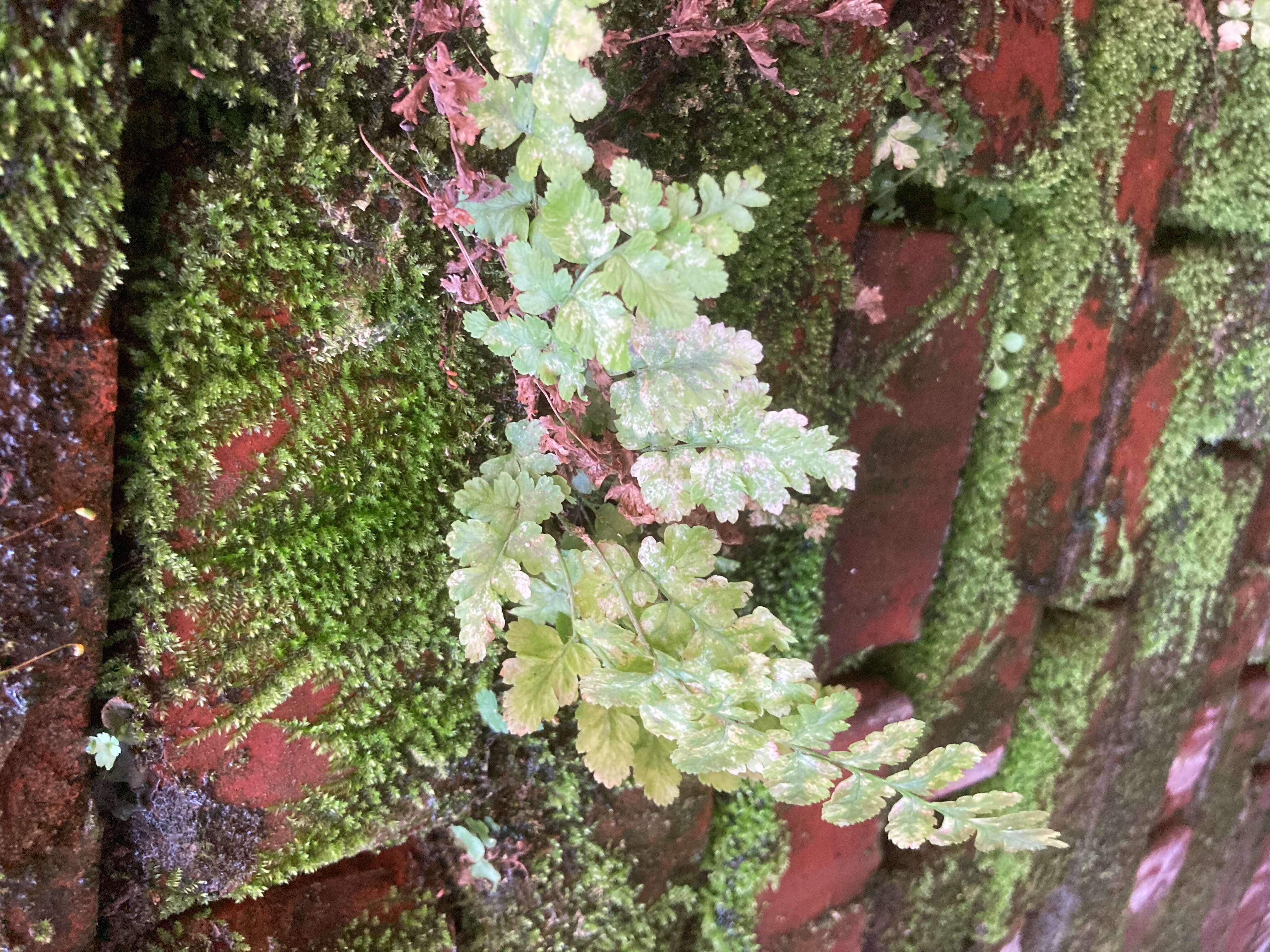 Image of winter's bark family