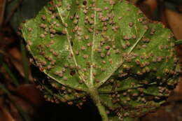 Imagem de Puccinia malvacearum Bertero ex Mont. 1852