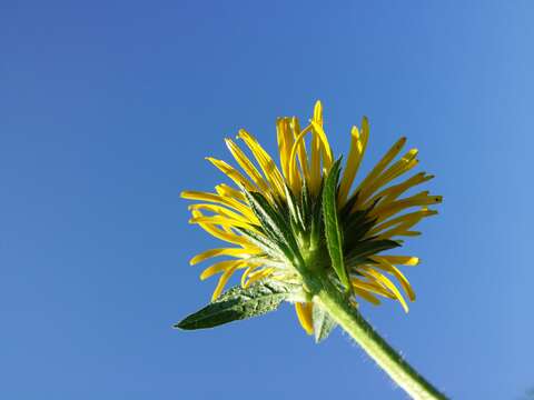 Image of Inula hirta