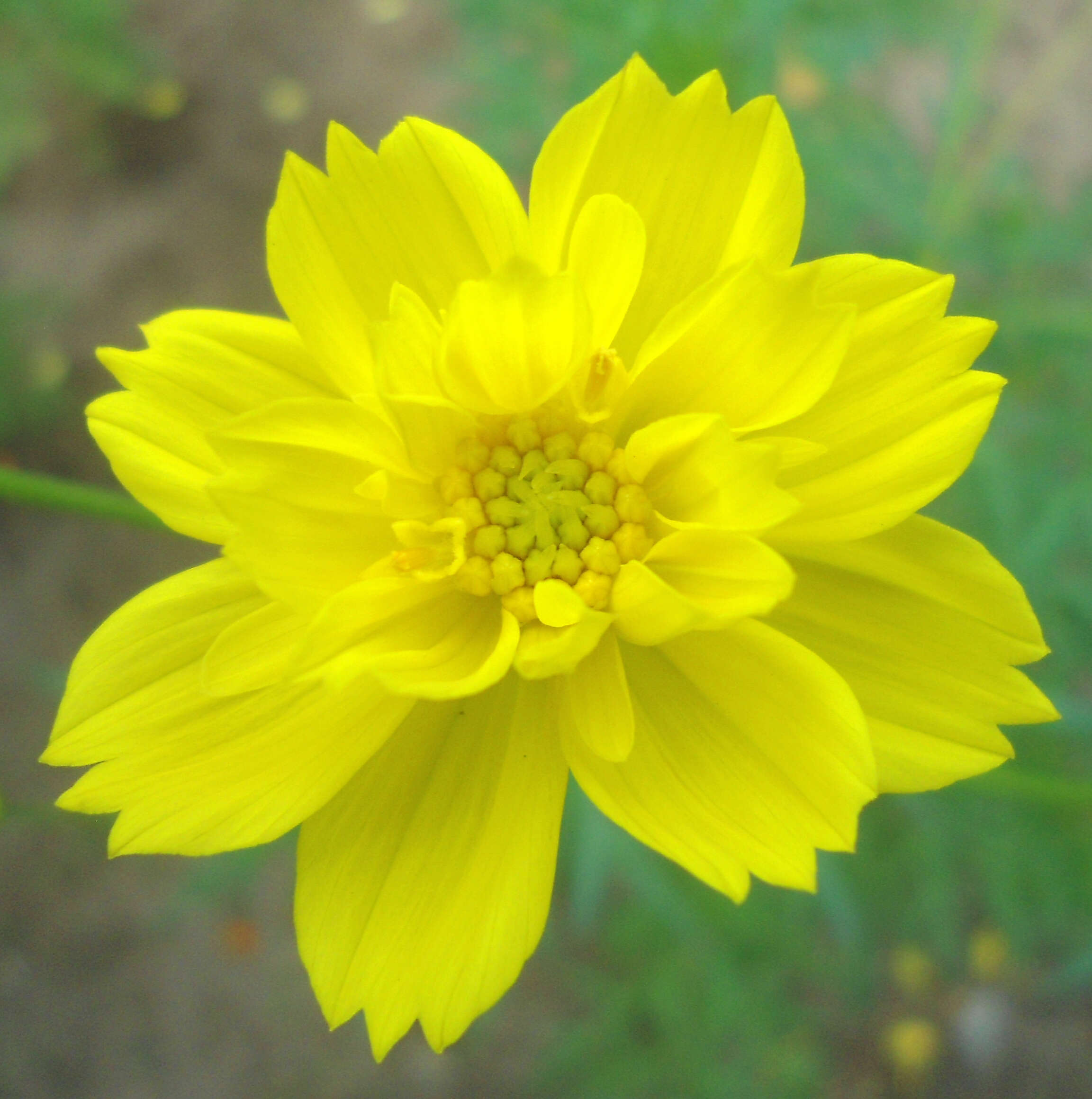 Image of sulphur cosmos