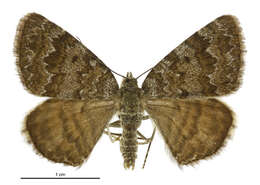 Image of Dasyuris anceps Butler 1877