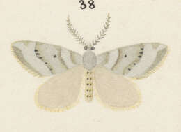 Image of Xanthorhoe orophylloides Hudson 1909