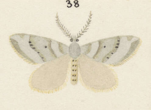Image of Xanthorhoe orophylloides Hudson 1909